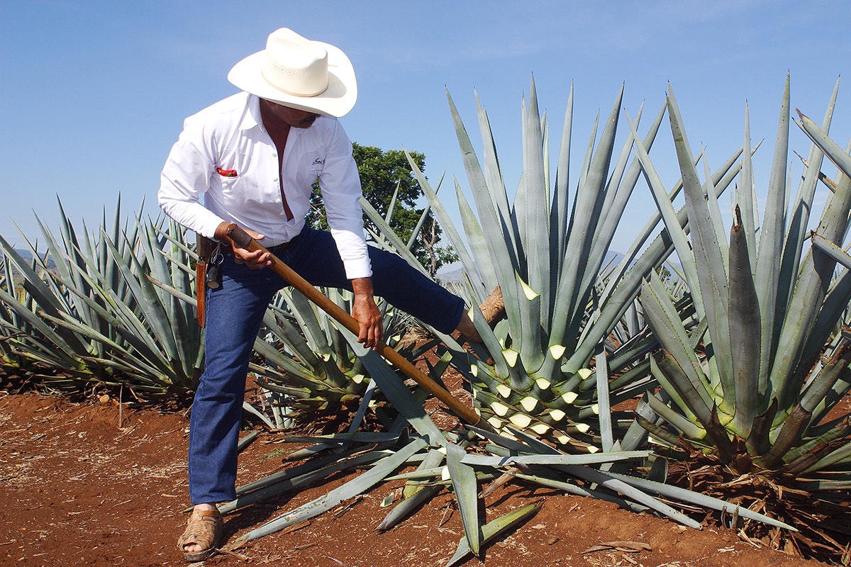 Agave Tequila and Mezcal: Harvesting Agave
