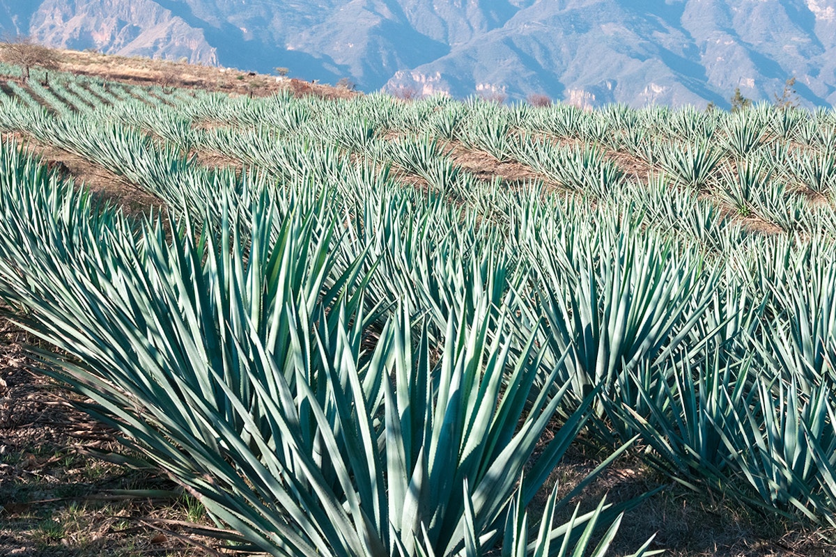 Agave Tequila and Mezcal: Agave Field