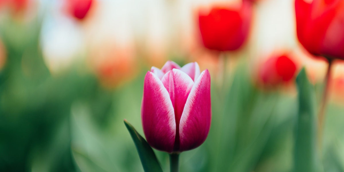 Vodka Made from Tulips A True Dutch Spirit Distiller