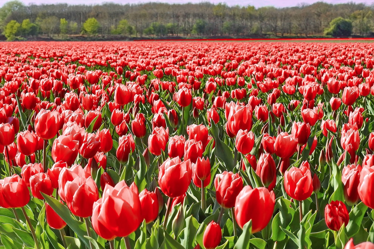 Vodka Made from Tulips A True Dutch Spirit Distiller