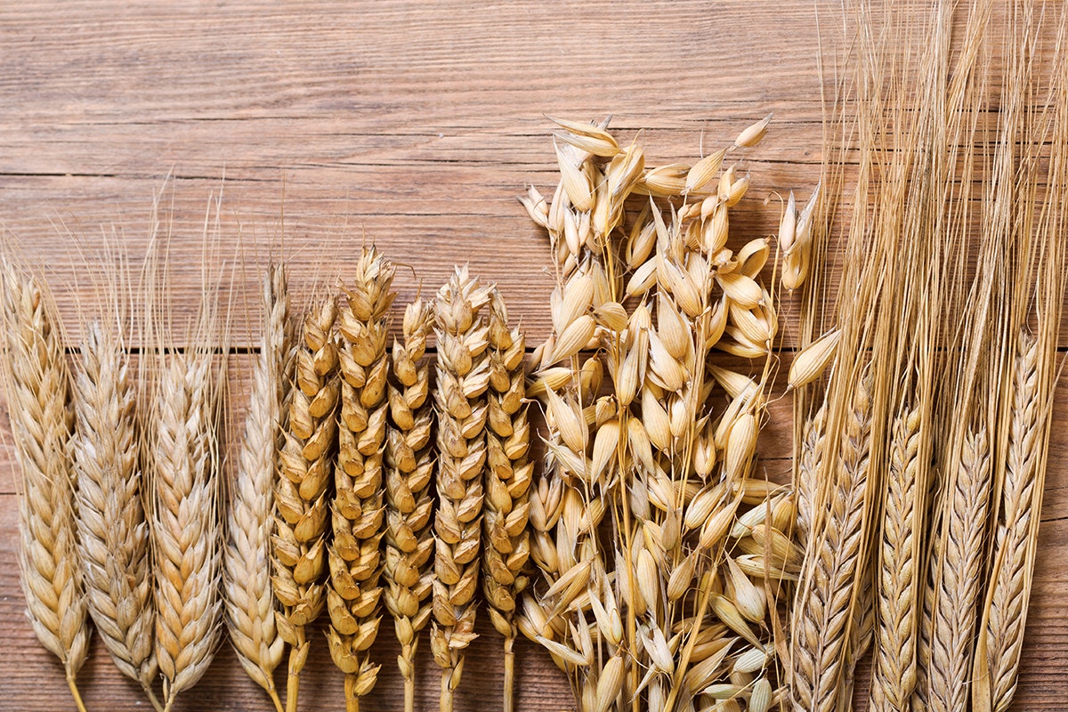 Bourbon Fundamentals: Ears of wheat, rye, barley and oats
