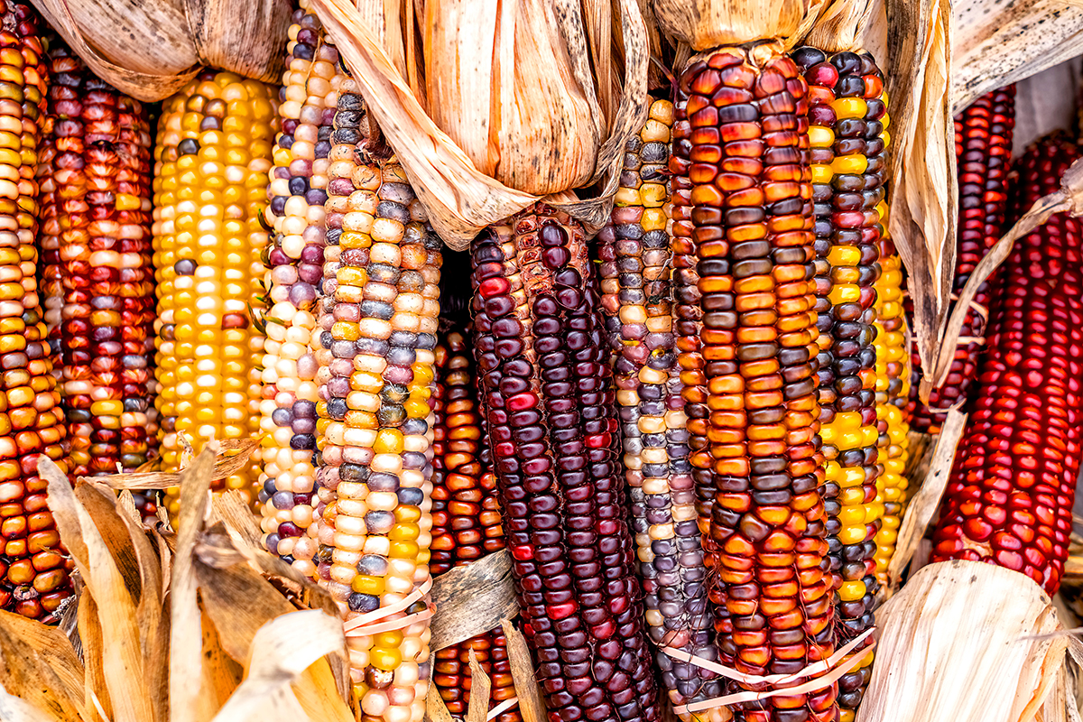 Alternative Whiskey Grains