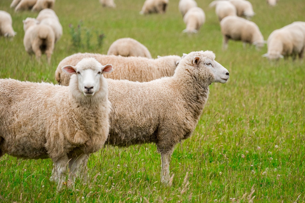 Biodynamics: Sheep on the farm