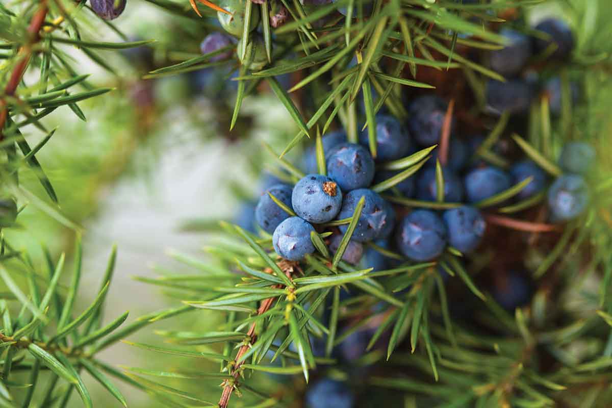 Gin Guide: Juniper Berries