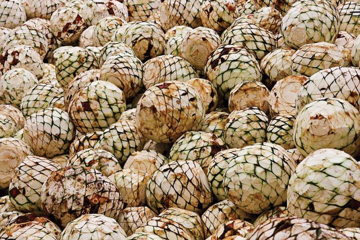 Distiller's Blanco Tequila Guide Exploring the Most Versatile Style